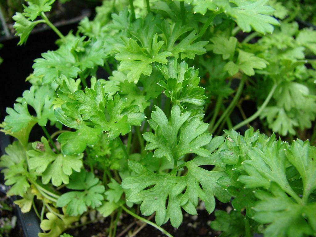 Parsley helps to eliminate ugly bumps under the eyes