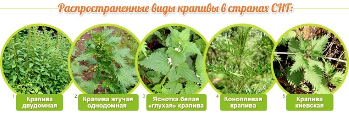 Nettle for uterine bleeding. How to brew, drink, contraindications, reviews