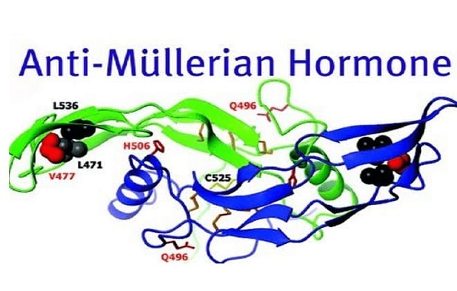 AMG molecule in the human body