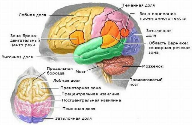 Teile des Gehirns