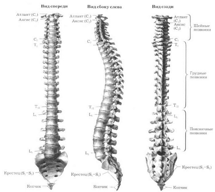 Numbering of the vertebrae in the human spine. How much, diagram, location