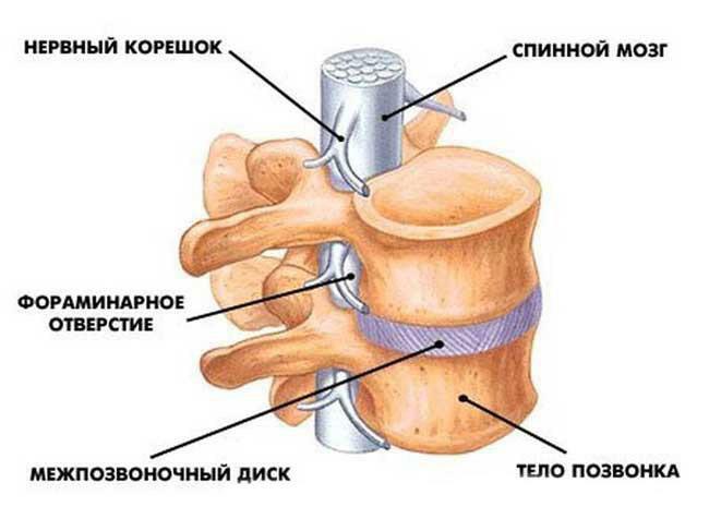 La struttura della vertebra