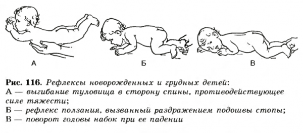 Reflexes of newborns