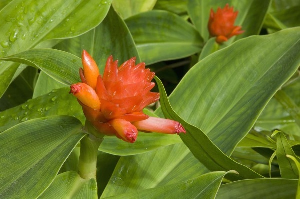 Kyst al-Hindi (Costus). Application and reviews, what is it, where to buy, contraindications, price