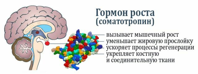 szomatotropin hormon