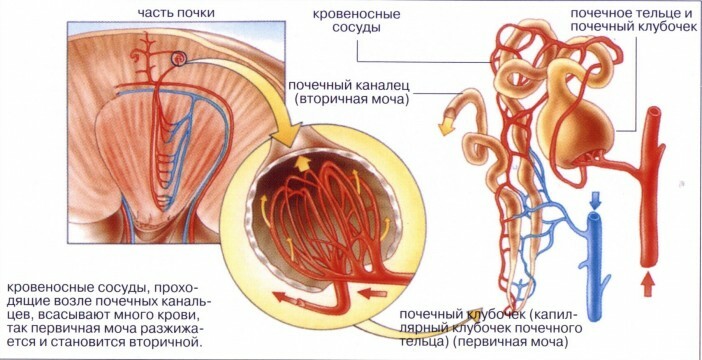 O mecanismo de absorção de água nos rins