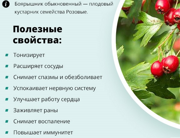 Useful properties of hawthorn. Recipes, how to prepare and apply a tincture, decoction, syrup in folk medicine, cooking and cosmetology
