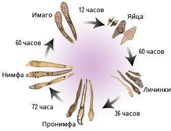 Life cycle of the mite Demodex