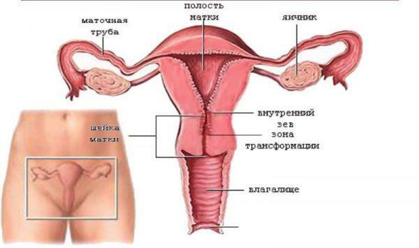 Structure of female genital organs