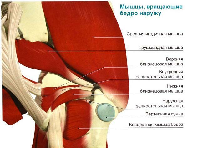 Anatomia da articulação do quadril