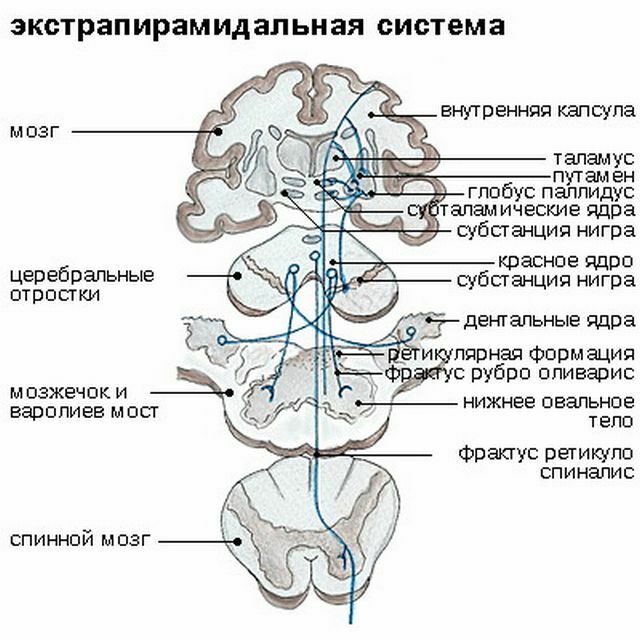 Système extrapyramidal dans le système nerveux central