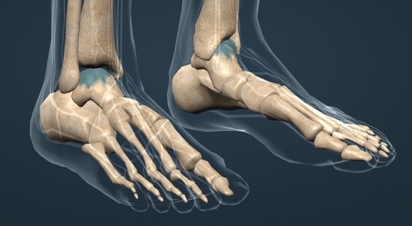 Ankle ligaments. Anatomy, MRI photo, trauma