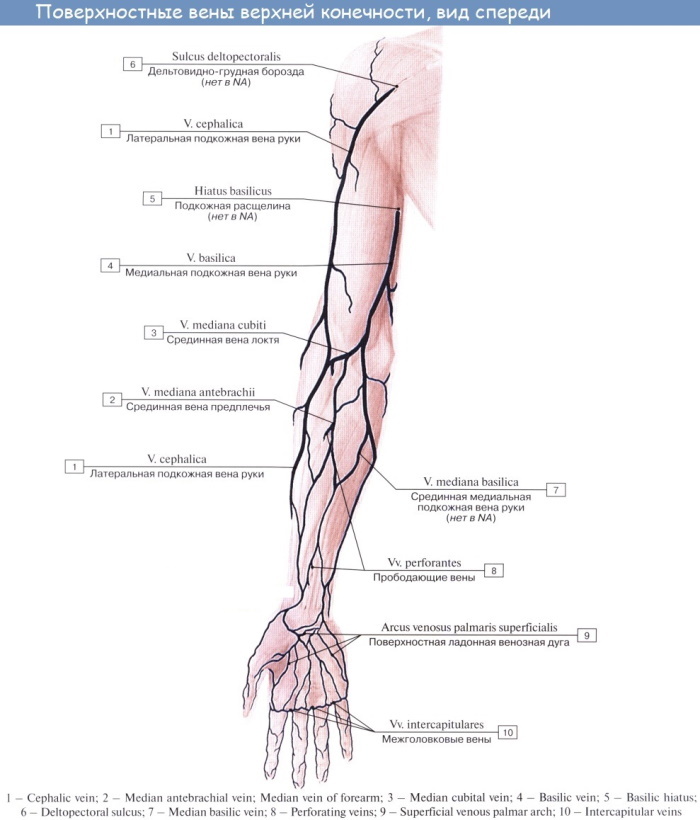Cubital vein. Where is it, photo, what is it, anatomy