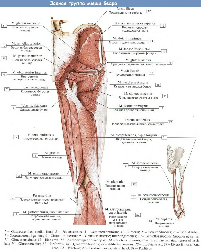 Ihmisen jalkojen lihakset. Valokuva kuvauksella, anatomialla, kaaviolla