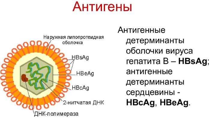 HBsAg blood test. What it means: negative, positive, transcript