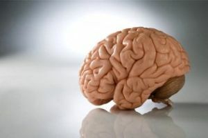 hjerne og dets anomalier