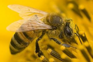 bičių gydymas