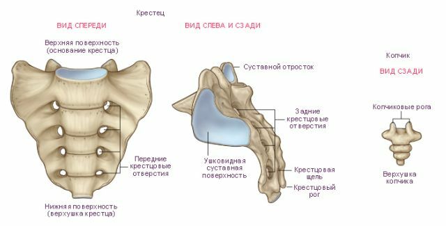 Anatomía del cóccix