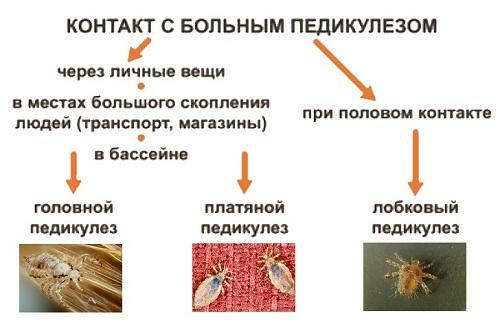 Ways of transferring different types of lice