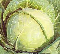 What will help cabbage leaf with mastopathy