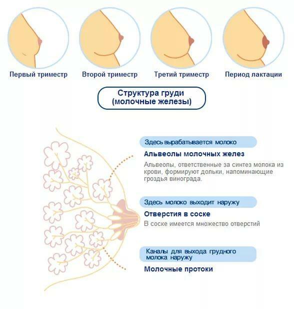 Krūtinės struktūra