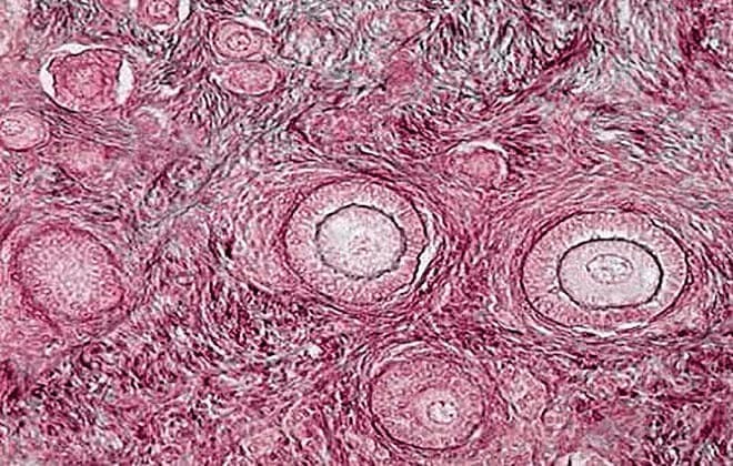 Follicles in the body of women and men