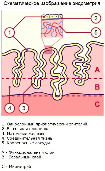 Endometrium during menopause. Thickness norm