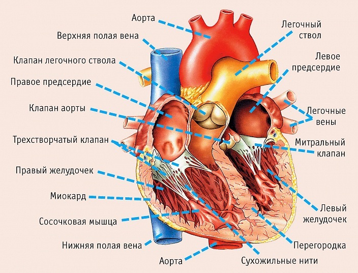 Hjertets diameter er normal, hva er det hos barn, som er lik i tilfelle av mangel på aortaklaffen, hypertrofi av ventrikelen, mitralstenose