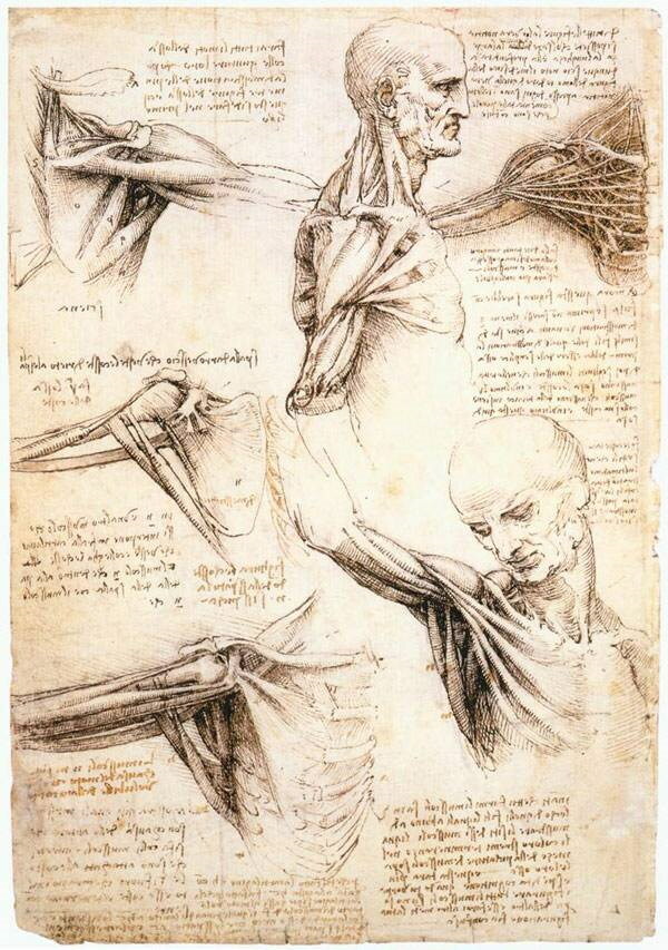 El hombre ideal de Da Vinci, el hombre de Vitruvio. Significado y proporción áurea