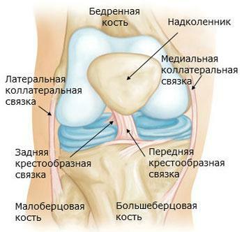 Struktura zgloba koljena je normalna, prednji pogled