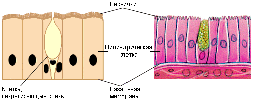 Épithélium ciliaire