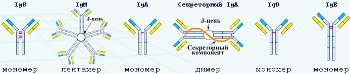 Primary immunodeficiency. What is it, symptoms, treatment, types: chronic granulomatous disease, Wiskott-Aldrich syndrome, agammaglobulinemia