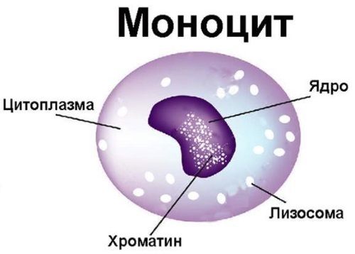 Monocytes, the rate of women by age. The table, which means increased, the reasons, the analysis of