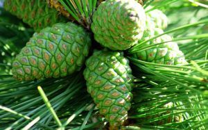 cones of pine