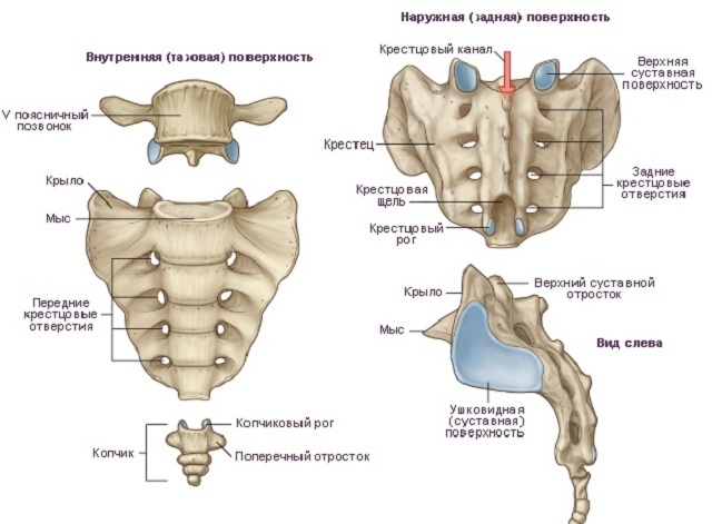 A coccyx anatómiája