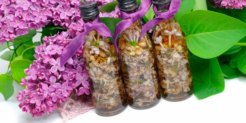 infusão de folhas de lilás