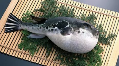 Otrava fugu ryby: príznaky a liečba