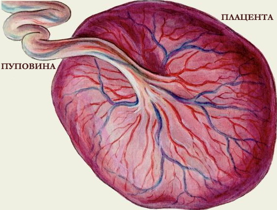 Separação da placenta. Sinais dos autores Alfeld, Küstner-Chukalov
