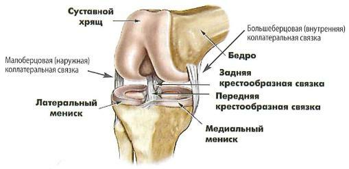 Esquema de ligamentos de la articulación de la rodilla