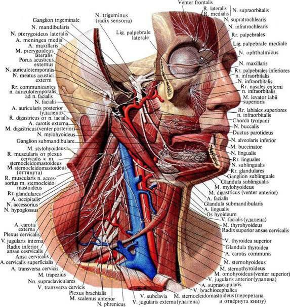 Nerves, vessels of head and neck