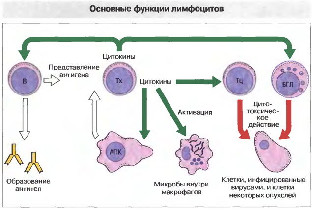 Lymfocytter senkes under graviditet 1-2-3 trimester