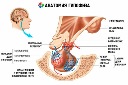 Anatomia da glândula pituitária