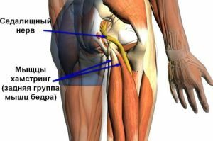 anatomy of the thigh