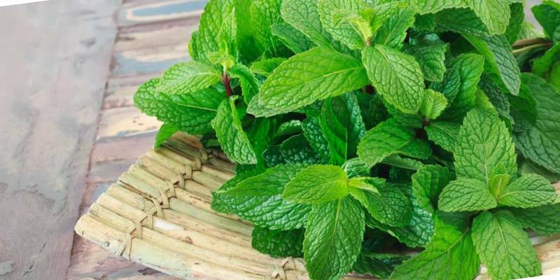 Mint increases or lowers pressure