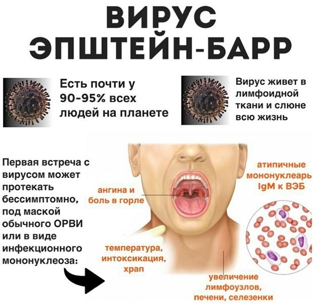 Mononuclear cells in a general blood test. As indicated, what is it, the norm