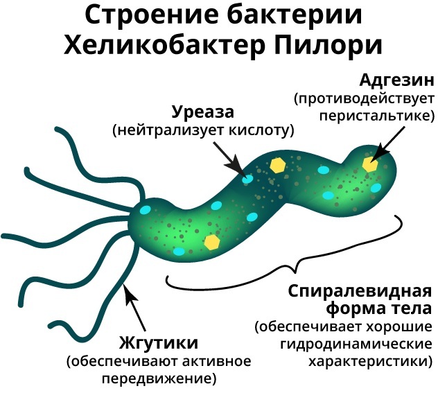 Helicobacter pylori bacteria in the stomach. How to treat with medication