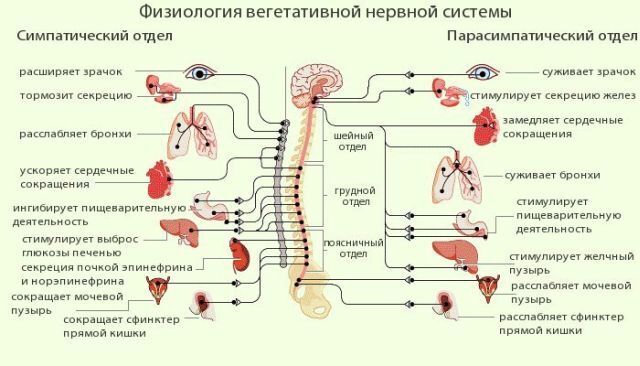 Behandling af sygdomme i nervesystemet: central, autonom og perifer