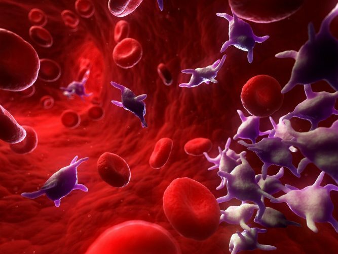 Kako smanjiti trombocite u krvi odrasle osobe narodnim lijekovima