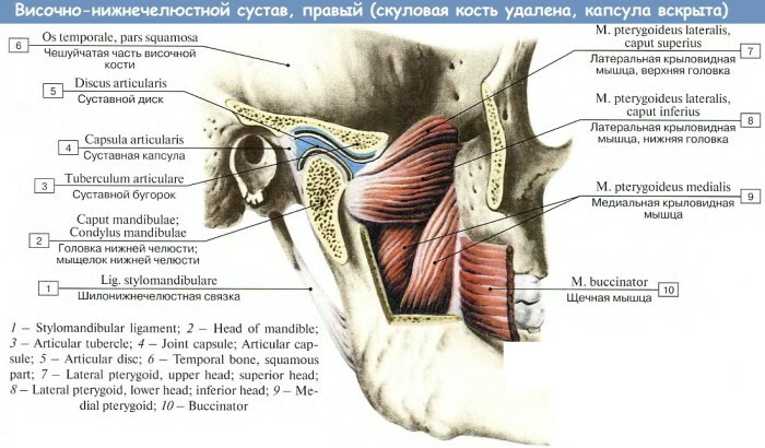 Dysfunction of the temporomandibular joint. Symptoms and Treatment