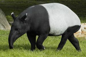 tapiras